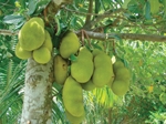 jackfruit3